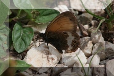 Coenonympha arcania?